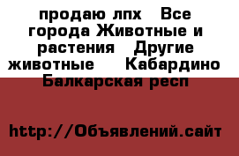 продаю лпх - Все города Животные и растения » Другие животные   . Кабардино-Балкарская респ.